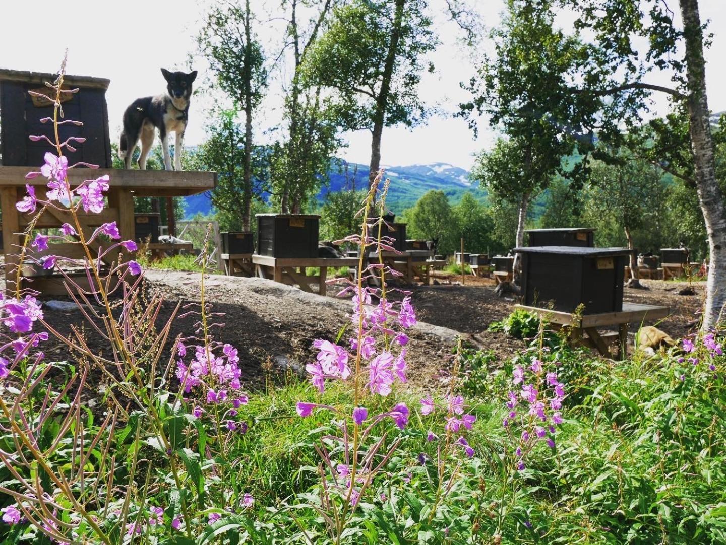 Bardu Huskylodge Exterior photo